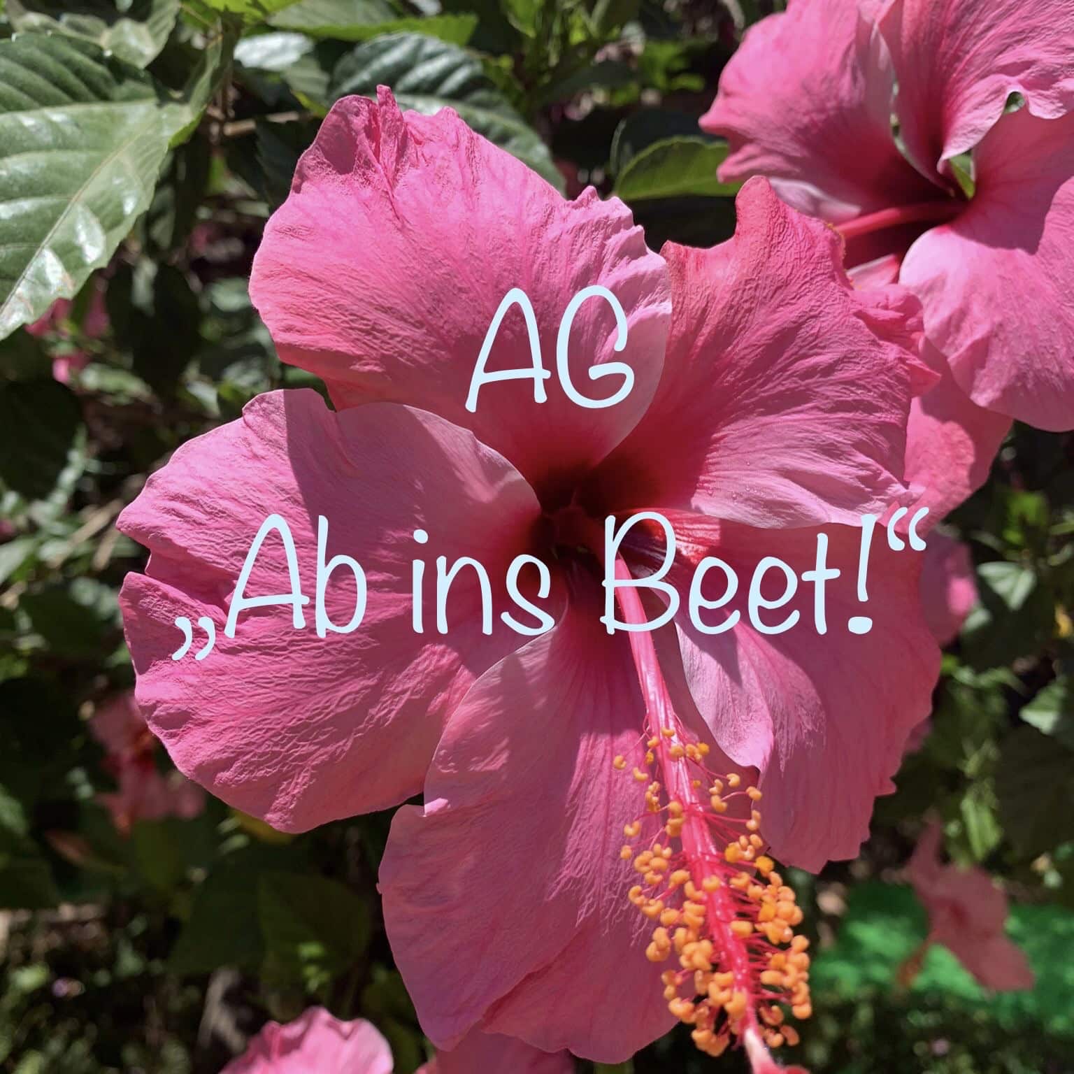 AG Ab ins Beet