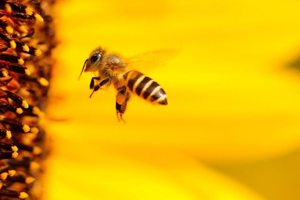 Neues von den Bienen