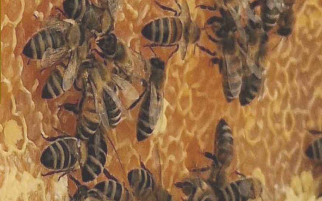 Unser Schul-Honig  ist wieder da!